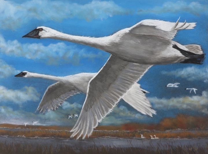 Wind Beneath My Wings Original Art Dreamz Art Drawings Illustration Animals Birds Fish Birds Swans Artpal