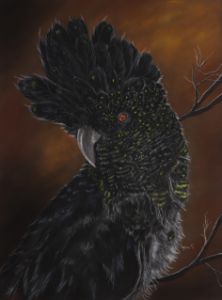 BLACK RED TAILED COCKATOO - DREAMZ-ART