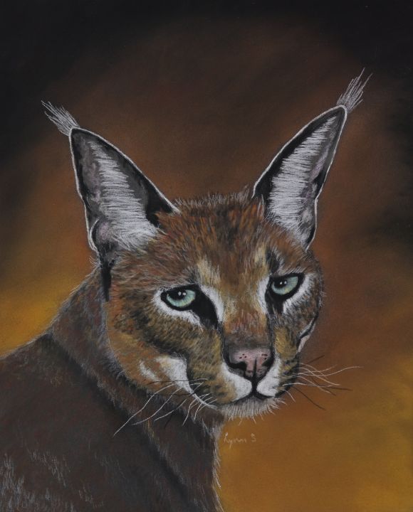 Caracal, caracal caracal, 6 meses de idade