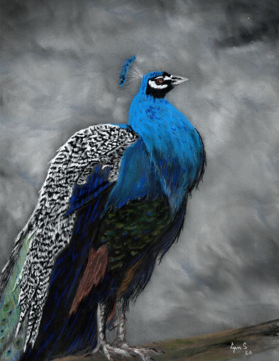 BLUE PEACOCK - DREAMZ-ART - Drawings & Illustration, Animals, Birds ...