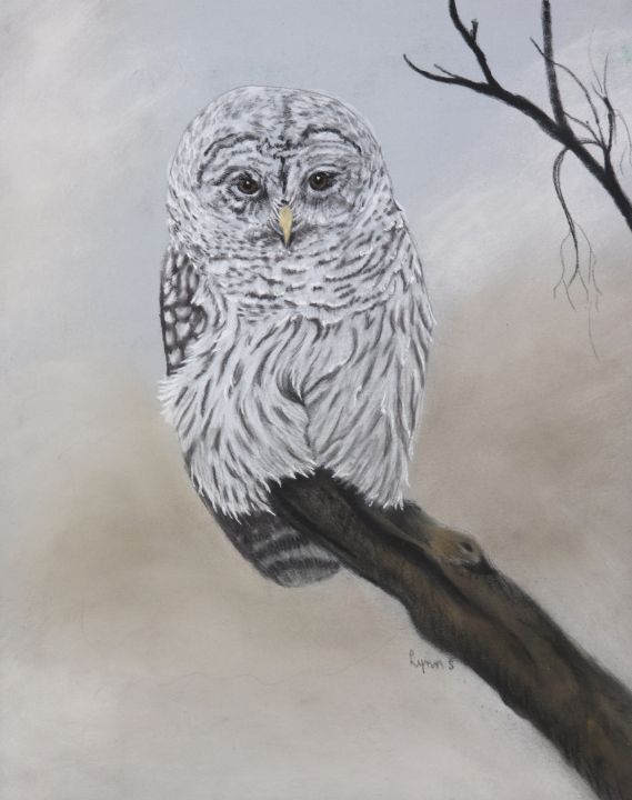 BARRED OWL - DREAMZ-ART