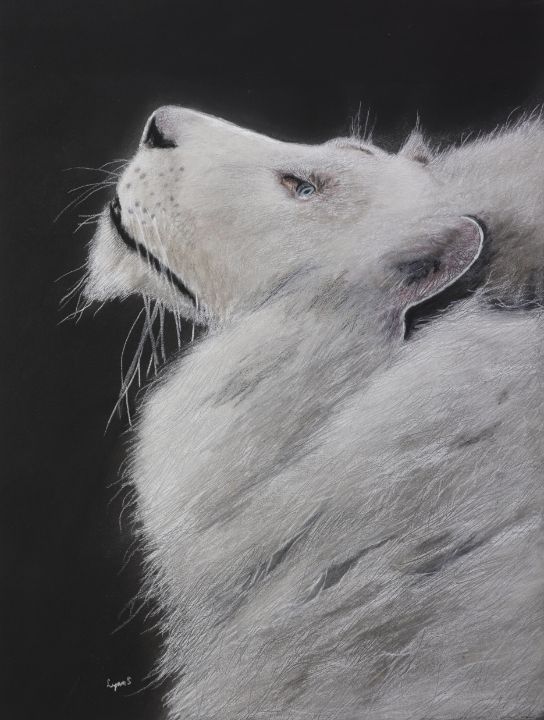 WHITE LION PROFILE - DREAMZ-ART