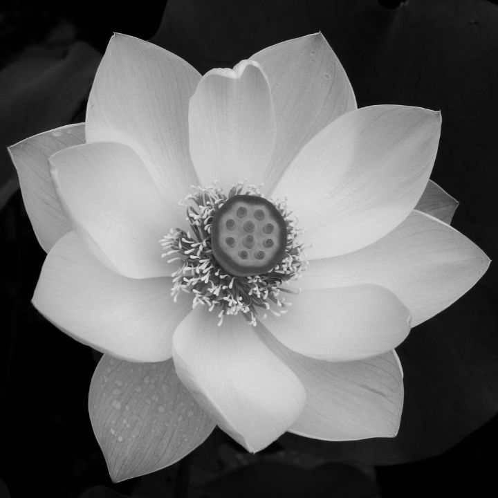 Lotus Flower In Bw Dean Christiansen Photography Flowers Plants And Trees Flowers Flowers 9190