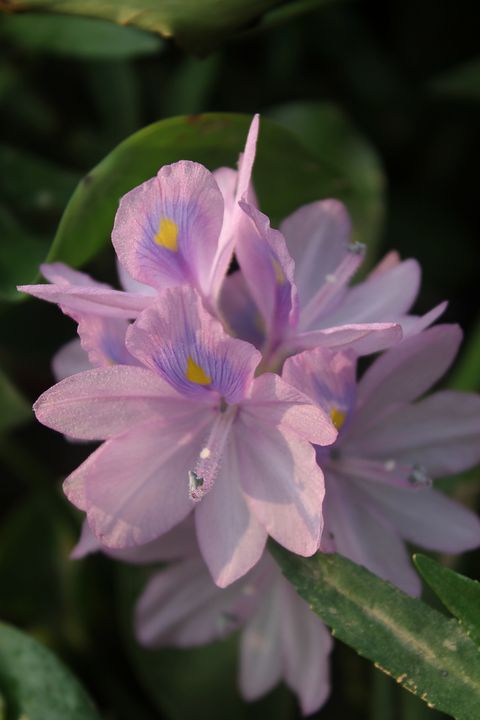 Flower - PhuongHuyen