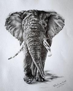 Elephant Bull - Patrick van Wyk - Drawings & Illustration, Animals ...