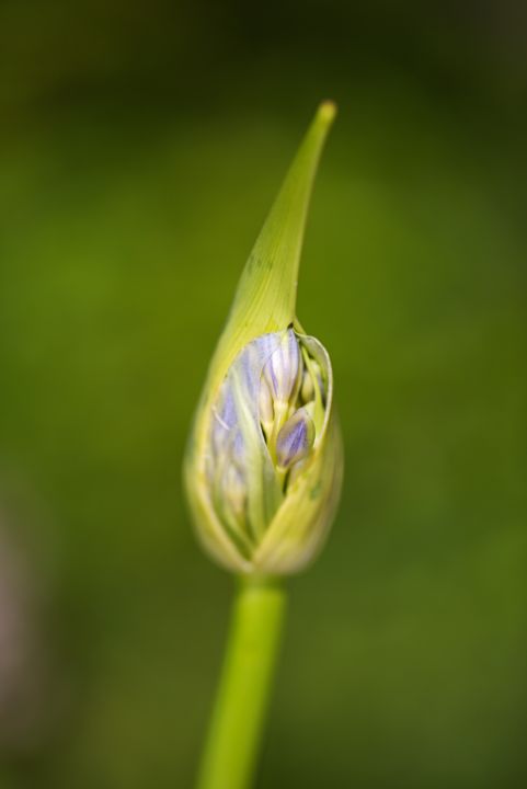 Agapanthus Bud With Wrapper - Joy Watson Photography