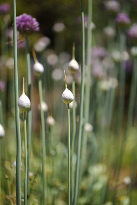 Garlic Buds Of Many - Joy Watson Photography