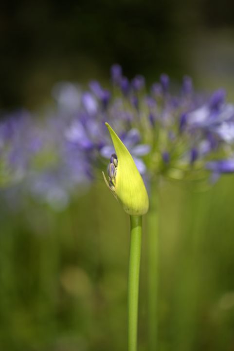 Agapanthus Bud Over Agapanthus Bloom - Joy Watson Photography