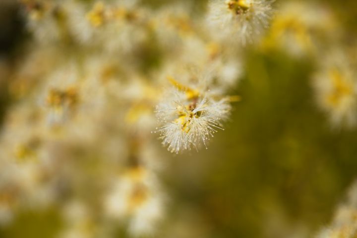 Cream Flower Natural - Joy Watson Photography
