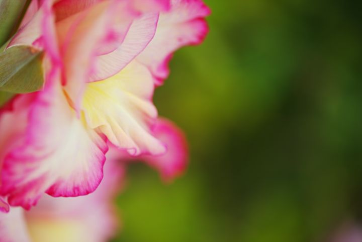 Gladioli Flower Whispering - Joy Watson Photography