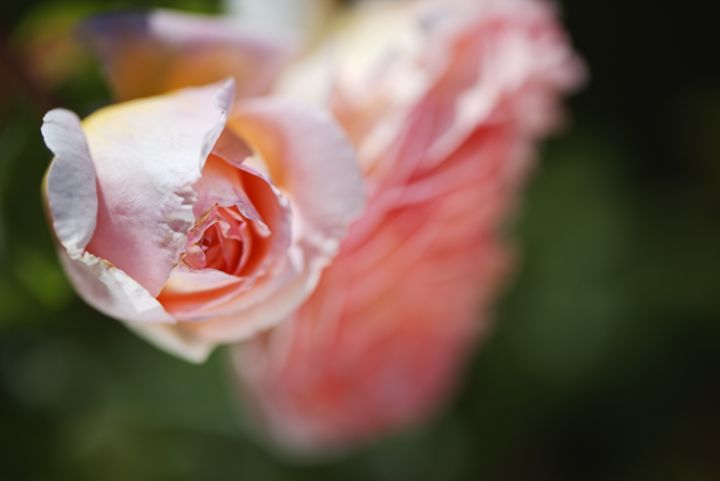 Rose Bud Over Another - Joy Watson Photography