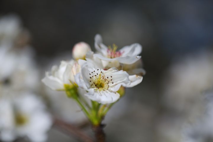 Nashi Pear White Flowers - Joy Watson Photography