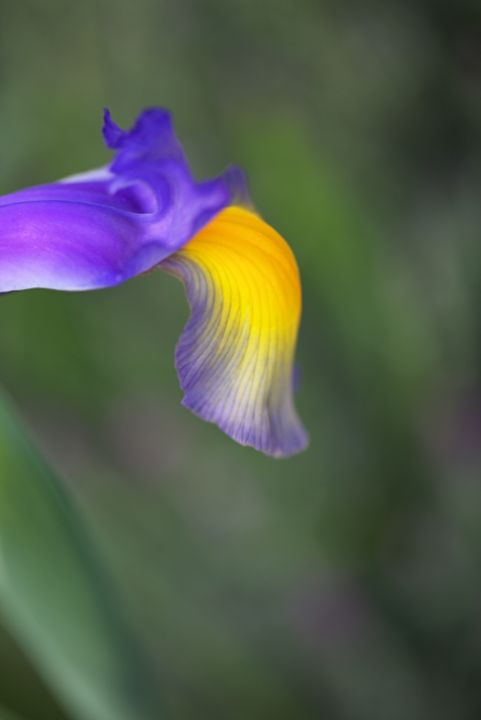 Iris Purple Lines Yellow Side - Joy Watson Photography