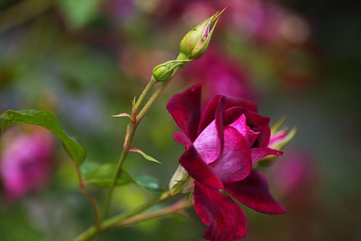 Velvet Rose Pink - Joy Watson Photography