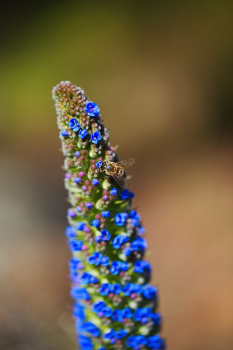 Veronica Flower Bee Blues - Joy Watson Photography