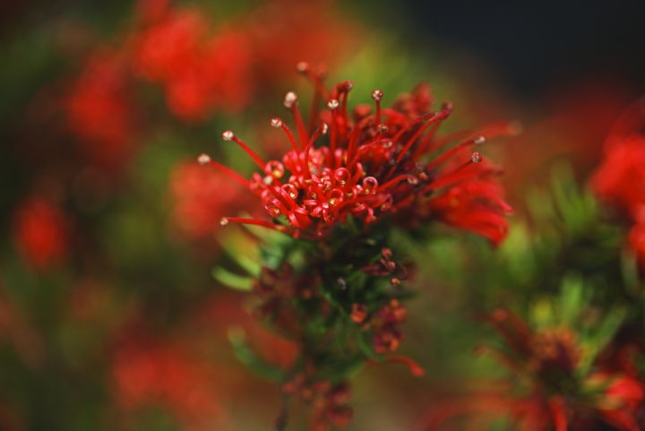 Grevillea Flowers Red - Joy Watson Photography
