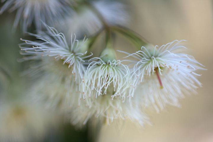 Cream Eucalyptus Flower - Joy Watson Photography