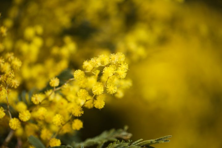 Wattle Tree Flowers Yellow - Joy Watson Photography