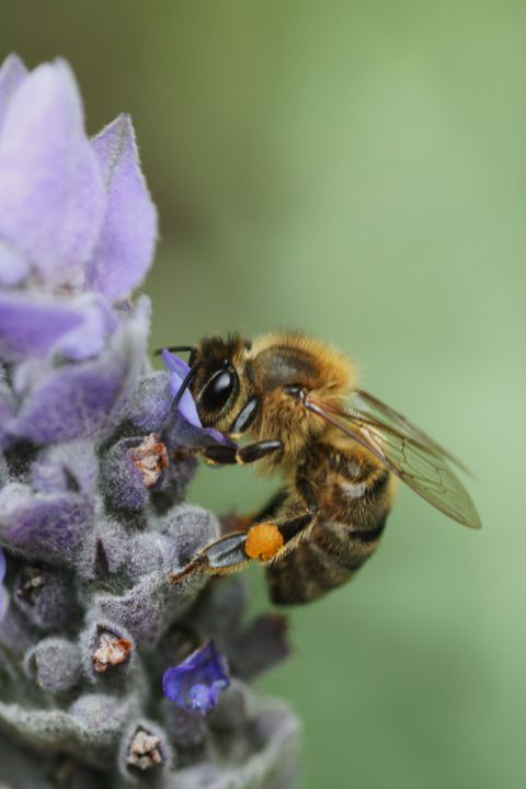 Bee On Lavender - Joy Watson Photography