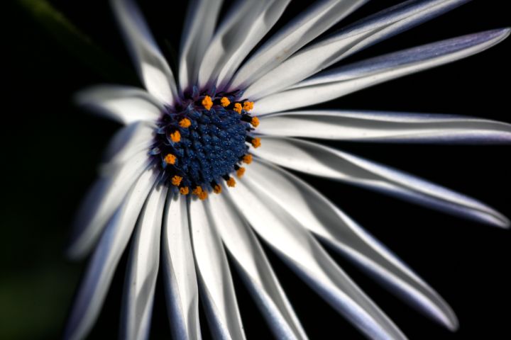 White and Blue Daisy Flower - Joy Watson Photography