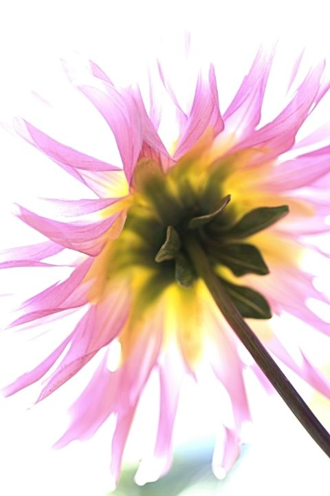 Dahlia Flower On White - Joy Watson Photography