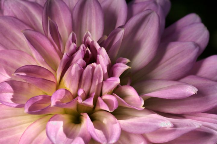 Pink Dahlia Shines - Joy Watson Photography