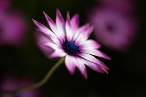 Pink And White Daisy Flower