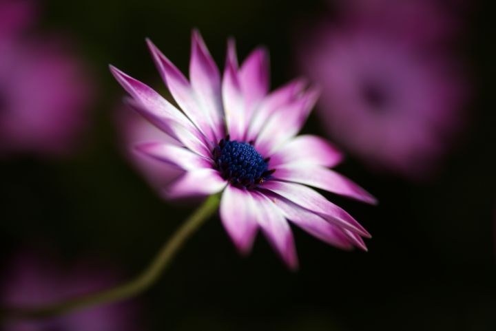 Pink And White Daisy Flower - Joy Watson Photography