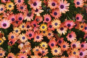 African Daisy Zion Red