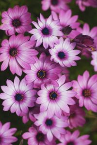 Cape Daisy In Pink