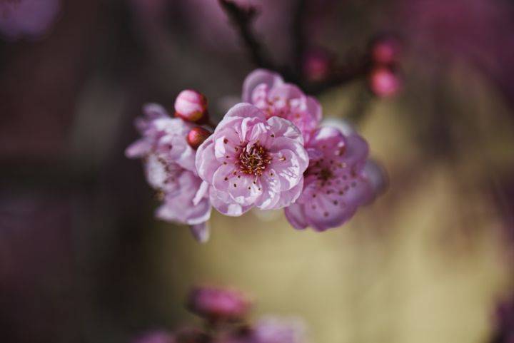 Prunus Blossom Pink Spring - Joy Watson Photography