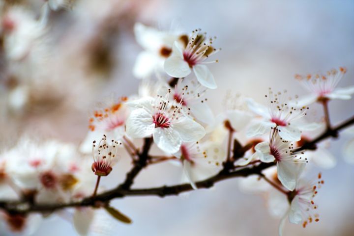 In White Blossom - Joy Watson Photography