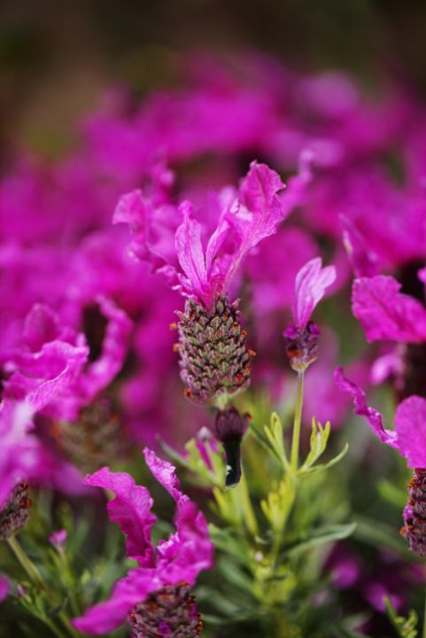 Pink Bright Lavender Flowers - Joy Watson Photography - Photography ...