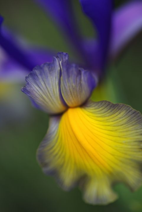 Iris Purples And Yellow - Joy Watson Photography