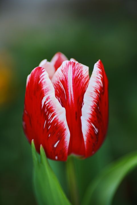 Red and White Tulip Bloom - Joy Watson Photography