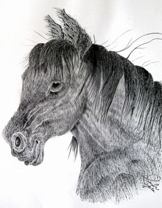 Portrait of a wild Horse