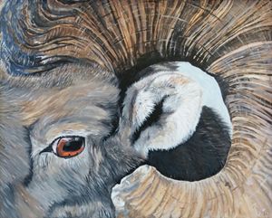 Close up of Big Horn Sheep Ram