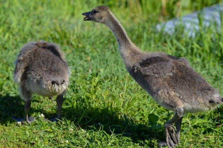 Goslings - Drgnfly Designs - Photography, Animals, Birds, & Fish, Birds ...