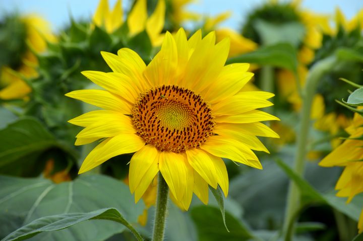 Funflower Sunflower up close - Drgnfly Designs - Photography, Flowers, Plants ...