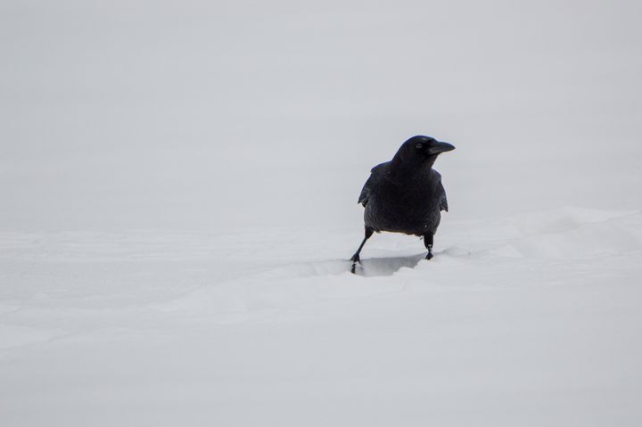 Crow in the Snow - Drgnfly Designs - Photography, Animals, Birds ...