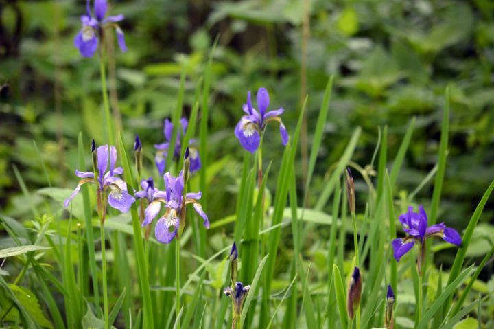 Wild Iris Patch - Drgnfly Designs - Photography, Flowers, Plants ...