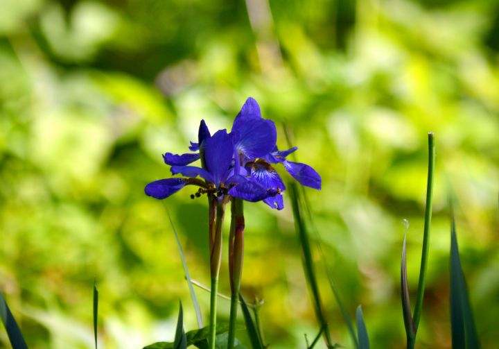 Wild Iris - Drgnfly Designs - Photography, Flowers, Plants, & Trees ...