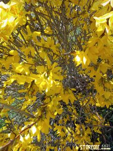 Yellow Flower Tree