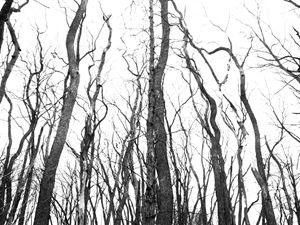 Wiggly Happy Trees