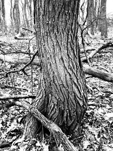 Twisted Trunk