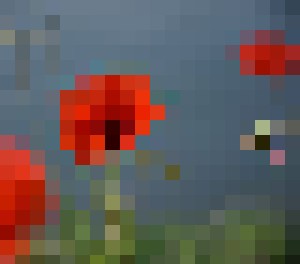 Water poppies - Photoléa'rt