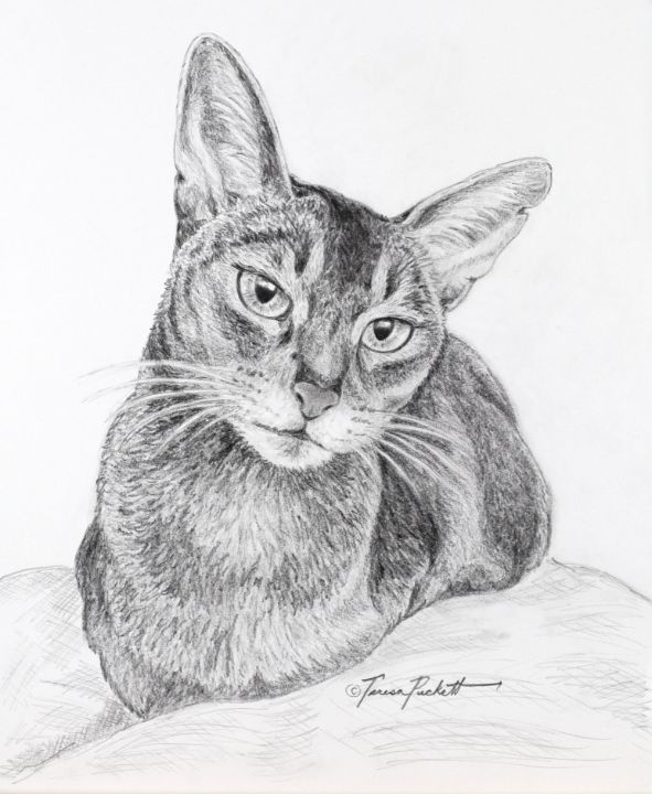 Abyssinian Cat - Art By Teresa Puckett - Drawings & Illustration 