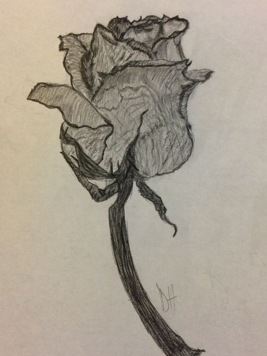 How to Draw a Rose Plant (Rose) Step by Step | DrawingTutorials101.com