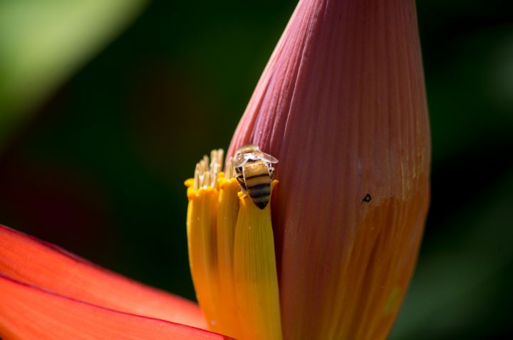 closeup banana blossom with bee - ERNReed