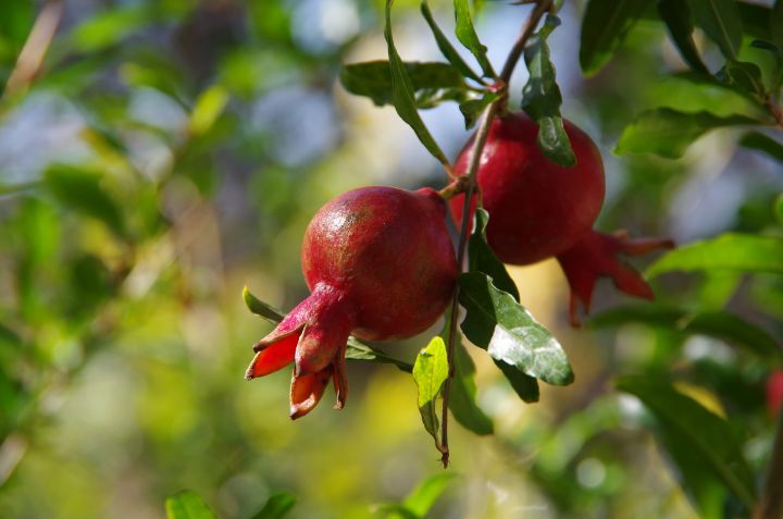 Pomegranates - ERNReed
